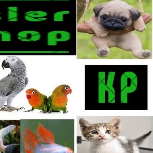 Kardeşler Pet Shop