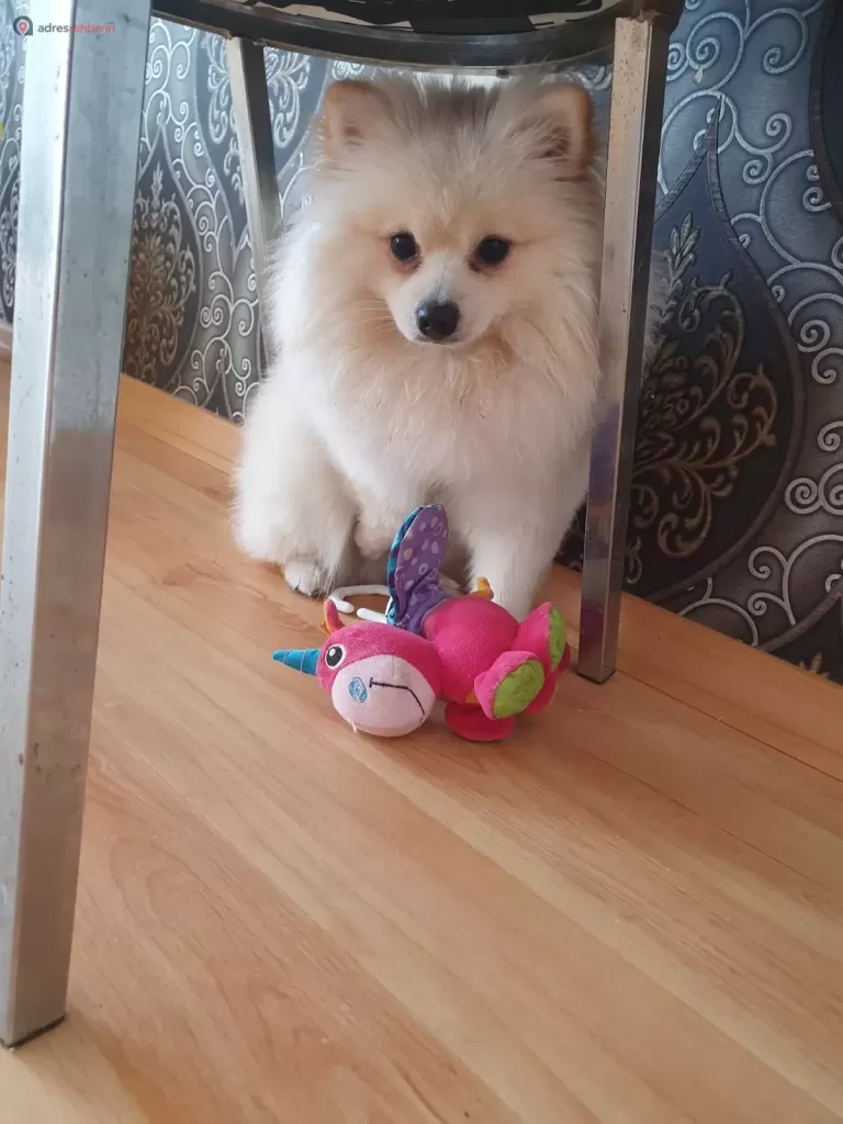 İstanbul Pet Oteli