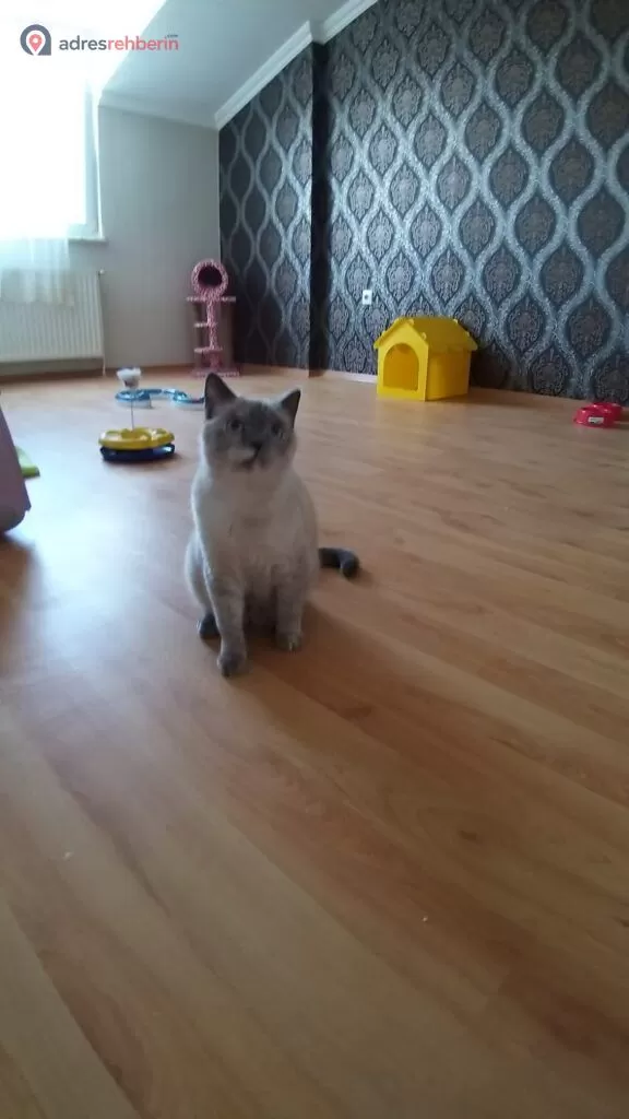 İstanbul Pet Oteli