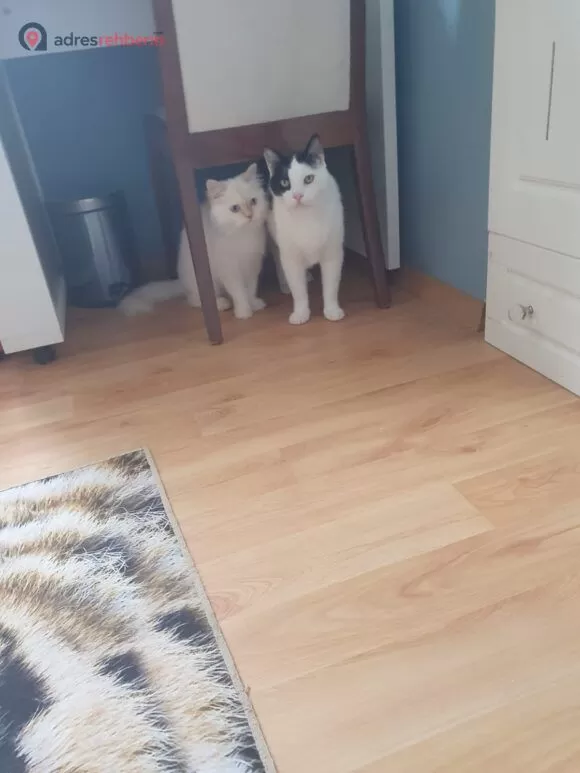 İstanbul Pet Oteli