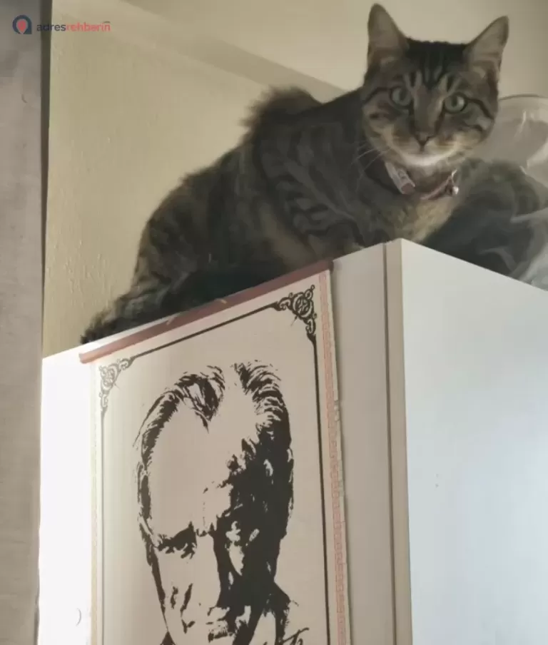 Özel Balıkesir Kedi Oteli