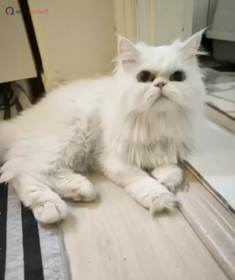 Özel Balıkesir Kedi Oteli