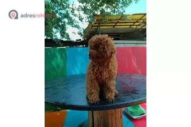 İstanbul Kedi & Köpek Oteli