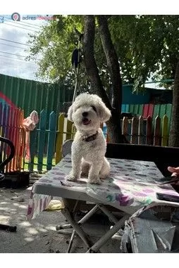 İstanbul Kedi & Köpek Oteli