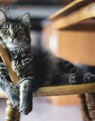 Ümraniye Kedi Oteli