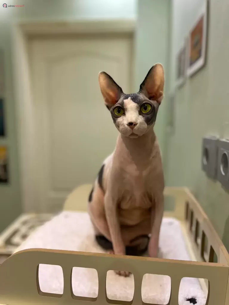 İstanbul Kedi Oteli