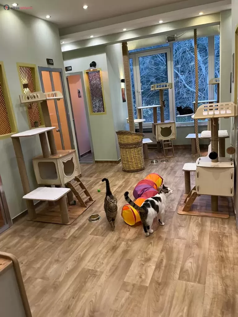 İstanbul Kedi Oteli