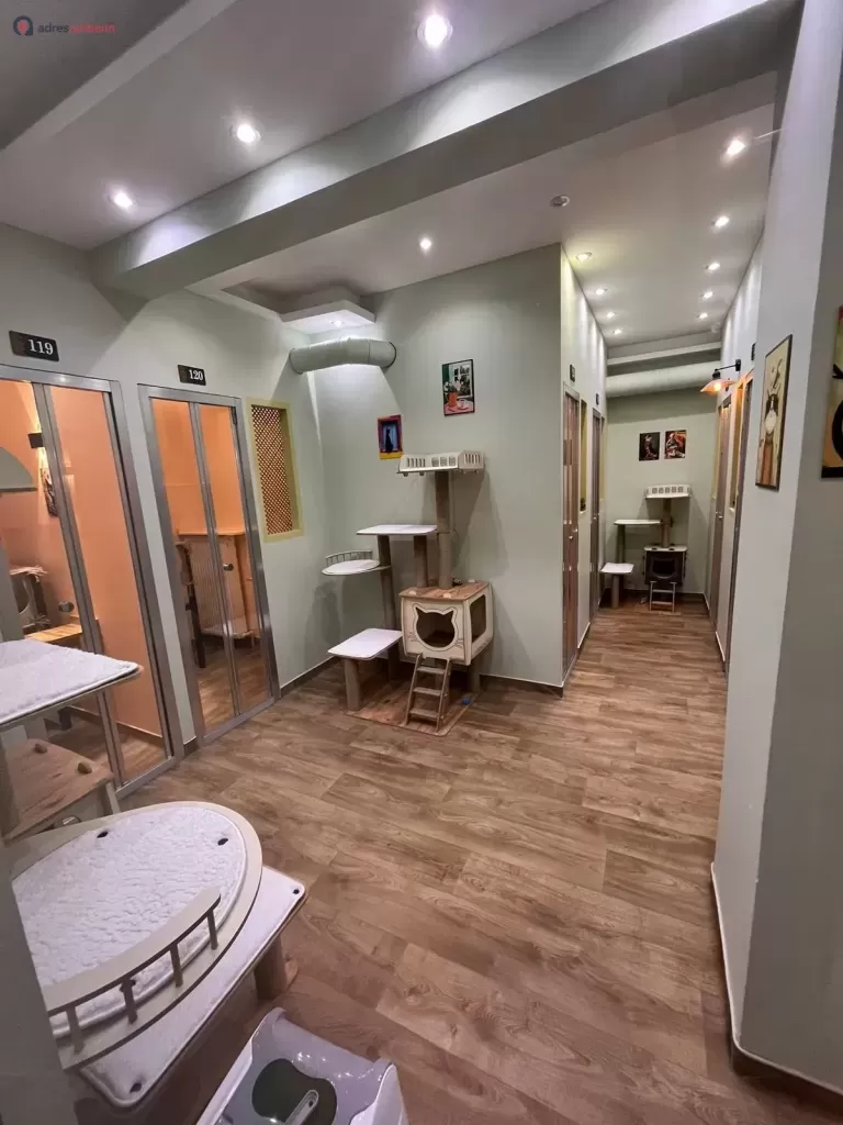 İstanbul Kedi Oteli