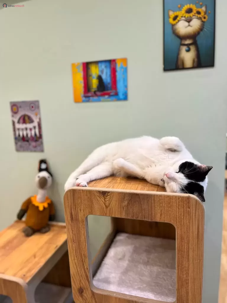 İstanbul Kedi Oteli