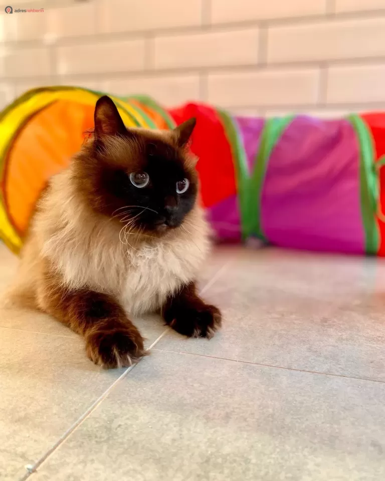 Nora Pet Otel