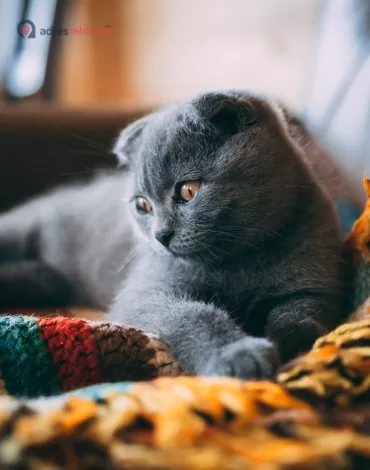 Ümraniye Kedi Oteli